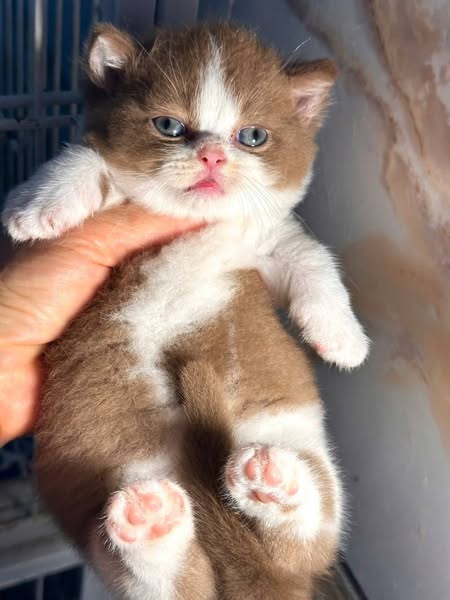 Munchkin
