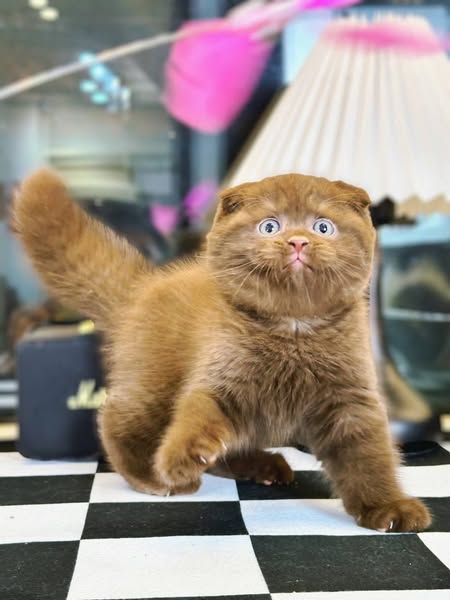 Scottish Fold