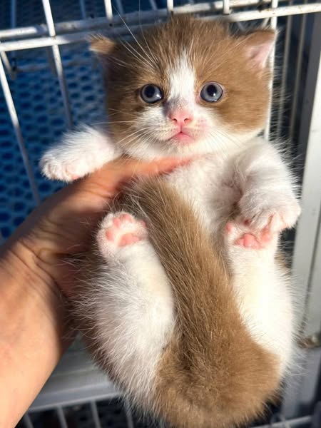 Munchkin