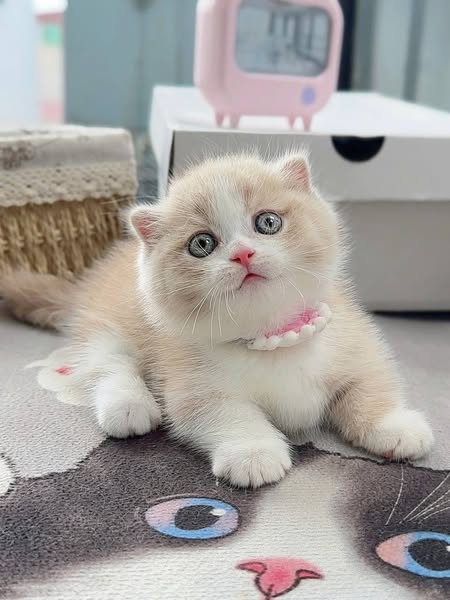 Munchkin Fold