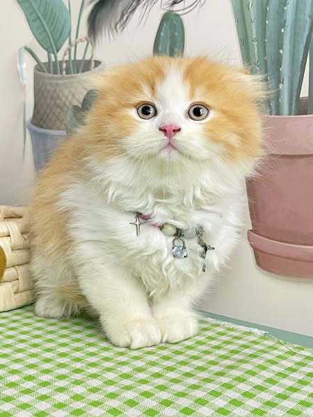 Scottish Fold Longhair