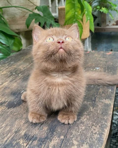 Munchkin