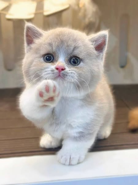 Munchkin