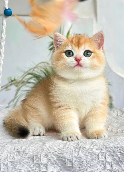 British Shorthair