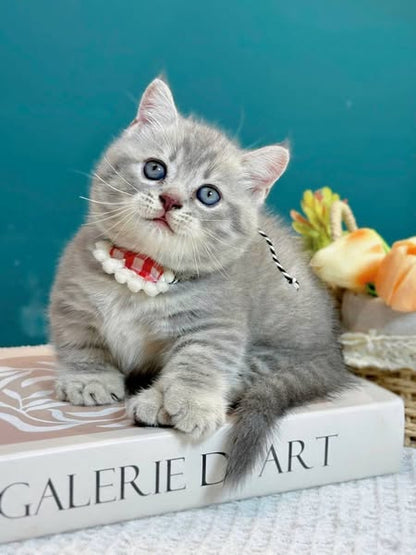 Munchkin