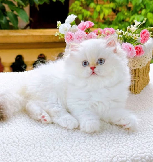 British Longhair