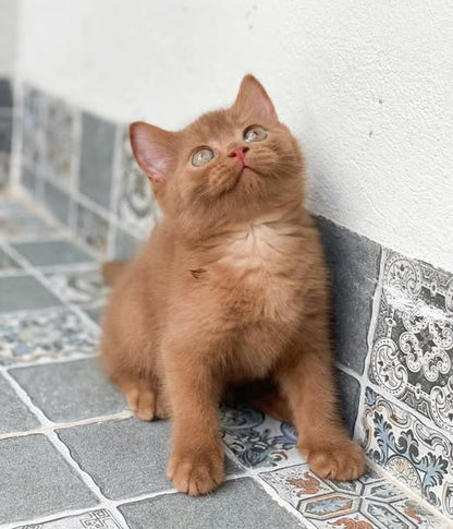 British Shorthair