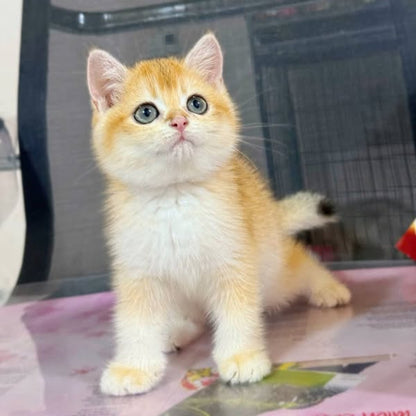 British Shorthair