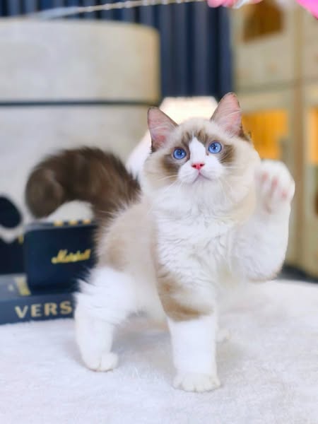 Ragdoll