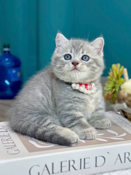 Munchkin