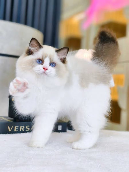 Ragdoll