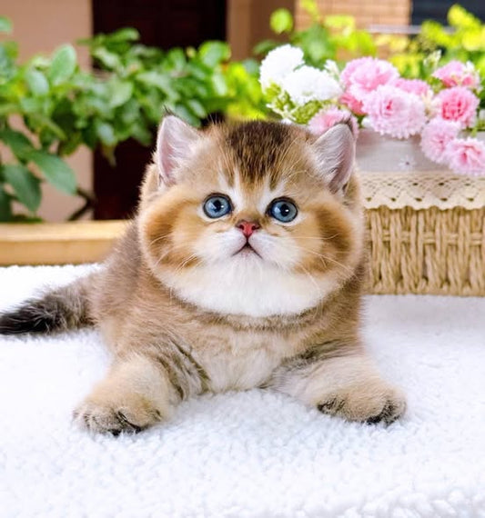 British Shorthair