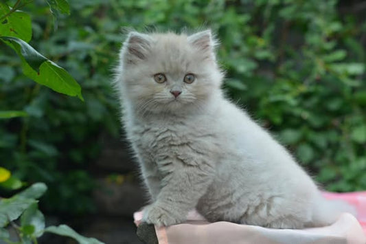 British Longhair