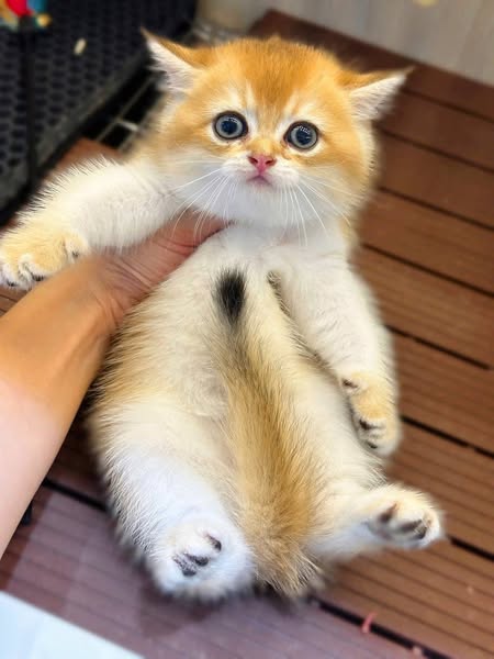 British Shorthair