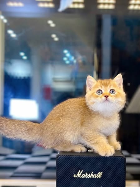 British Shorthair