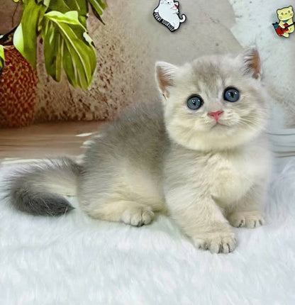 Munchkin