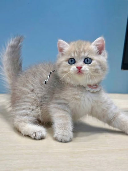 British Shorthair