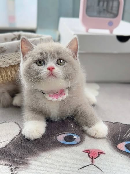 British Shorthair