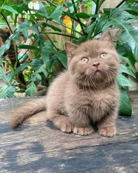 Munchkin