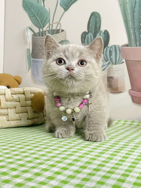 Munchkin