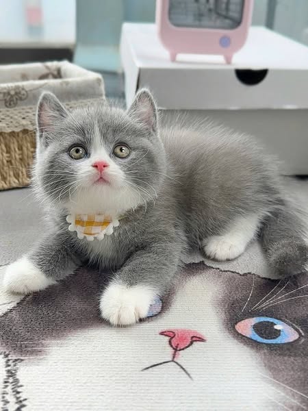 British Shorthair