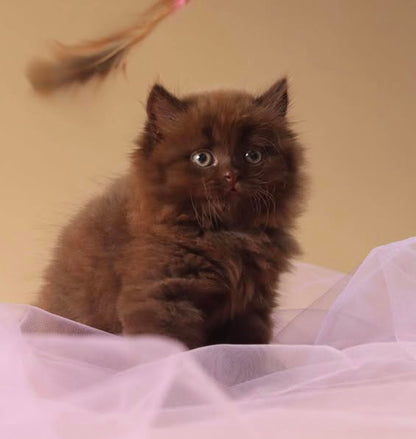 British Longhair