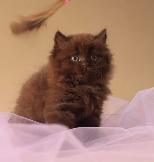 British Longhair