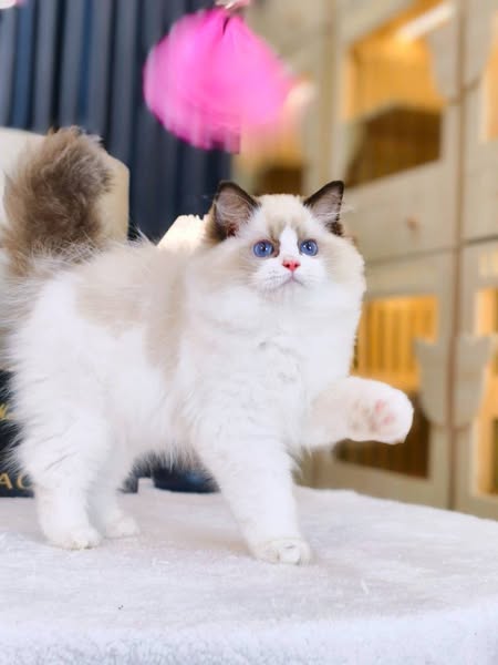 Ragdoll