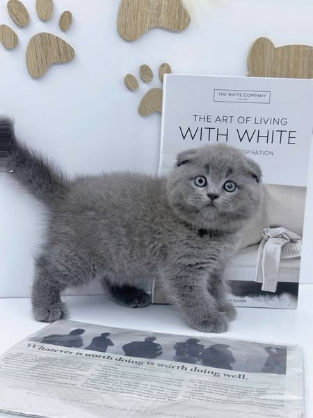 Scottish Fold