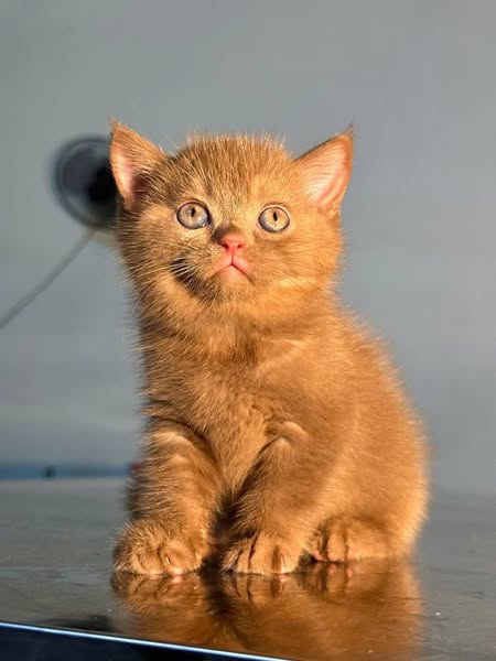 British Shorthair