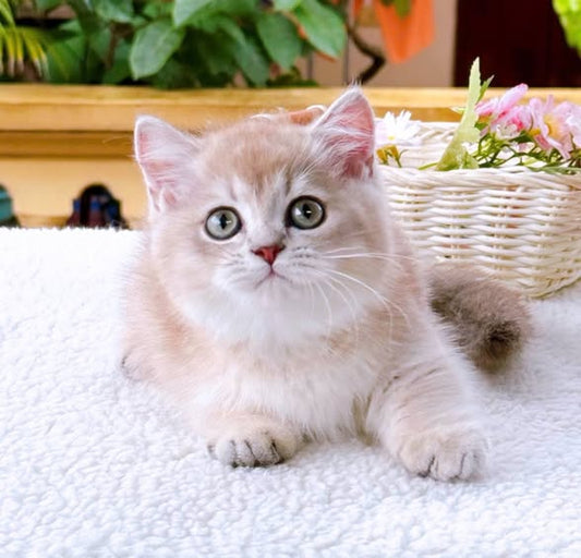 Munchkin