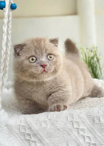 Munchkin Fold