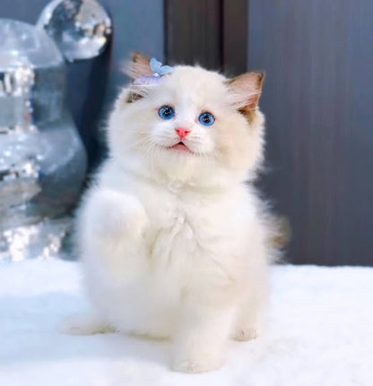 Ragdoll