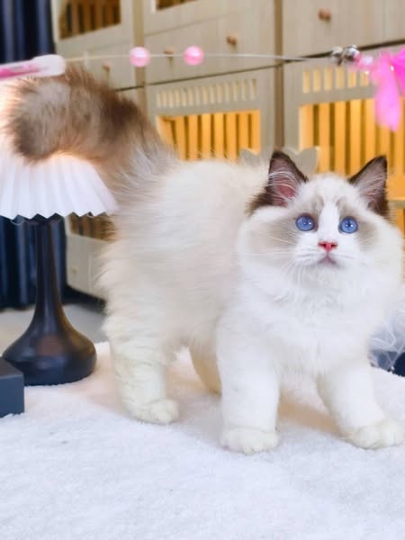 Ragdoll