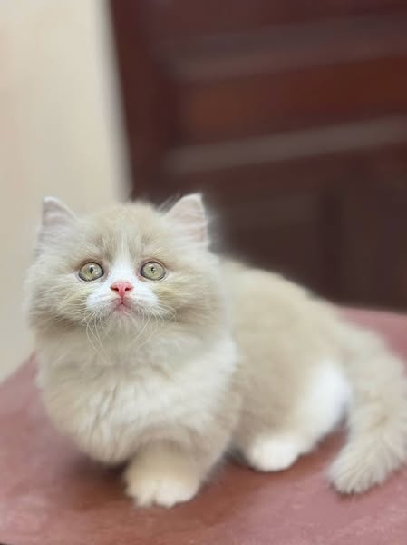 Munchkin Longhair
