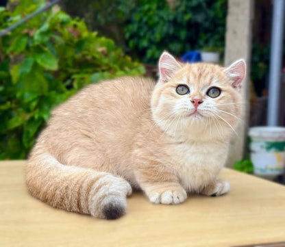 Munchkin
