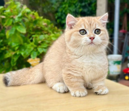Munchkin
