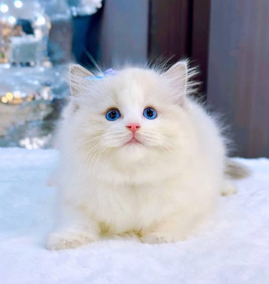 Ragdoll