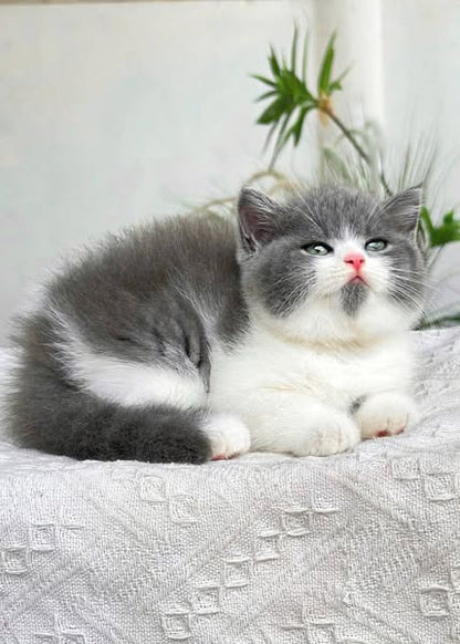 British Shorthair