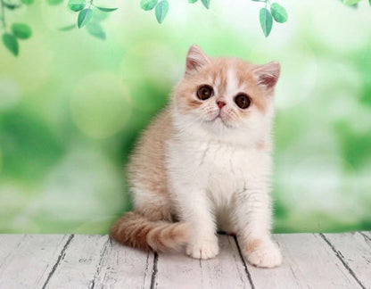 Exotic Shorthair