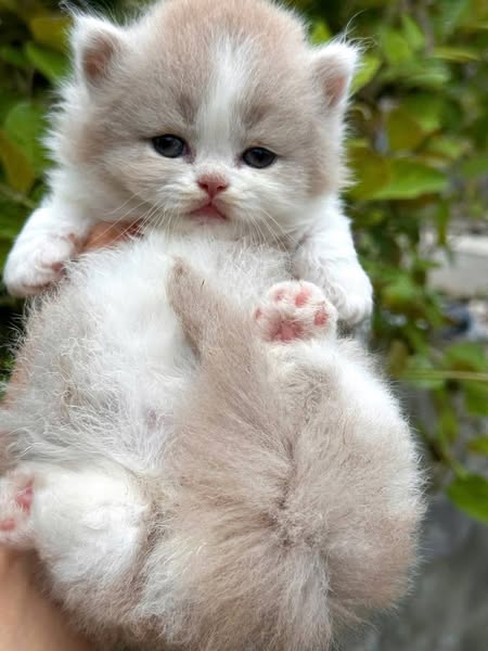 Munchkin Longhair