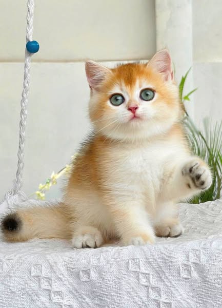 British Shorthair