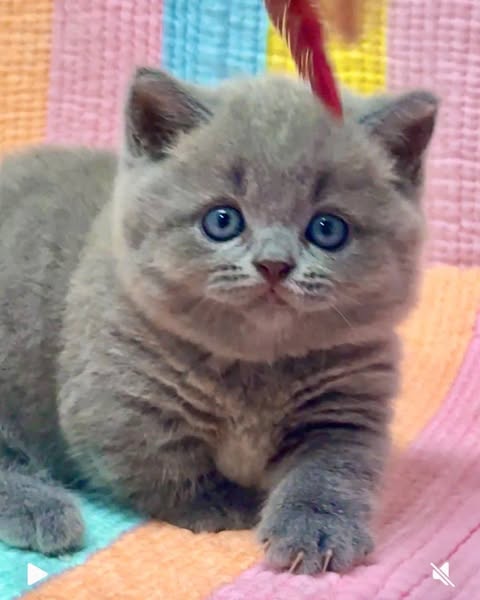 Munchkin