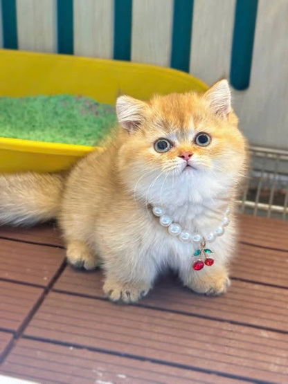Munchkin