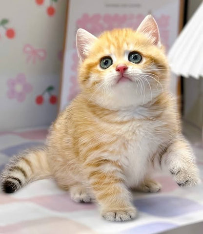 British Shorthair