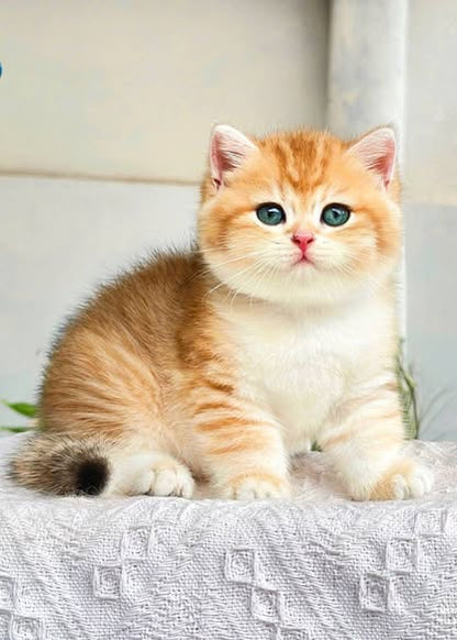British Shorthair