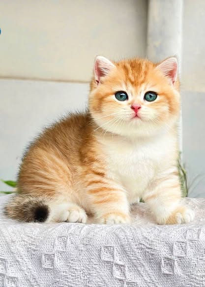 British Shorthair