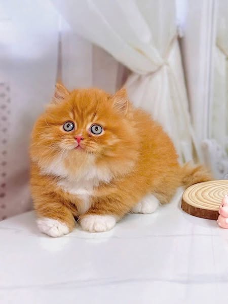 Munchkin Longhair