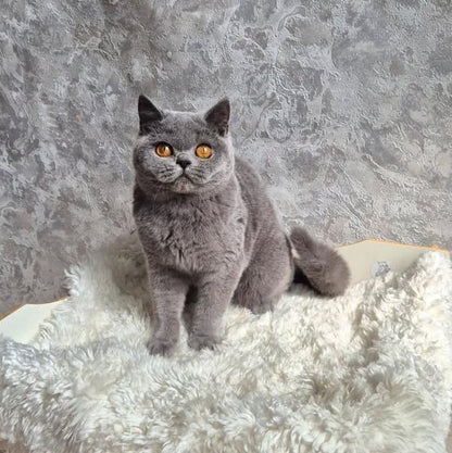 British Shorthair