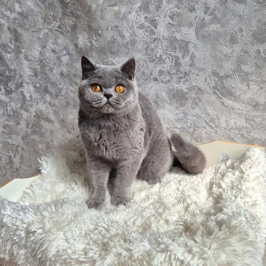 British Shorthair